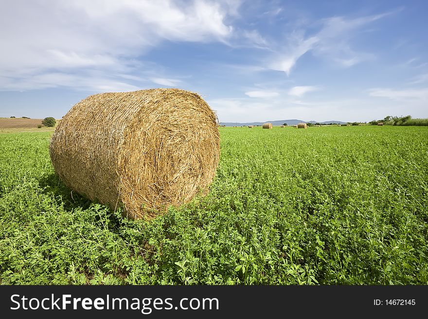 Wrapped trefoil (lucern) bale in field. Wrapped trefoil (lucern) bale in field