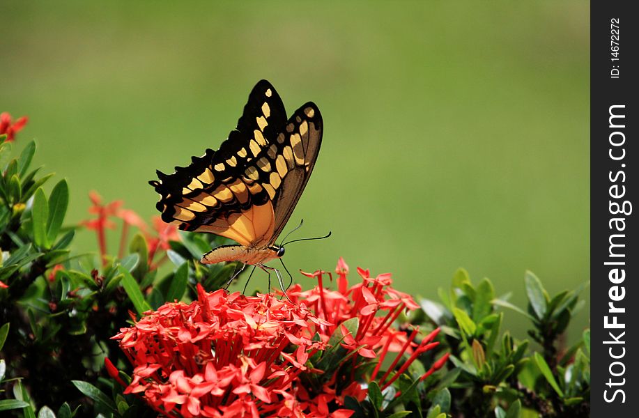 Beautiful giant swallow  tail Butterfly   feeding on some flowers. Beautiful giant swallow  tail Butterfly   feeding on some flowers