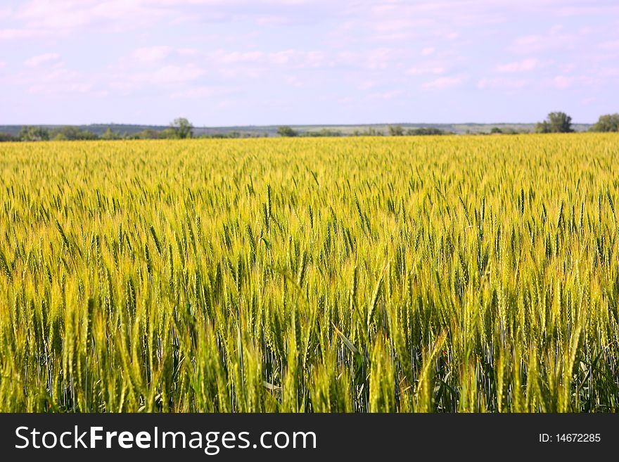 A wheaten field under the blue sky