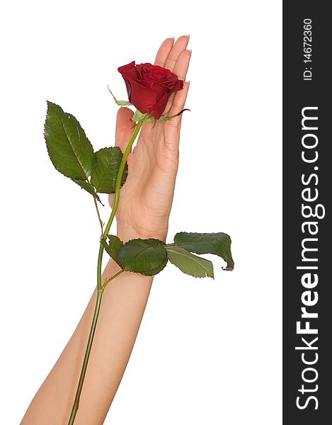 Woman holding red rose in the hand as a gift