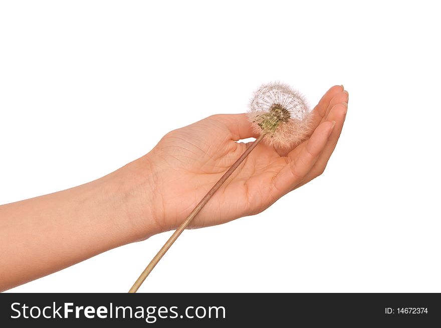 Woman holding fluffy blowball in the hand