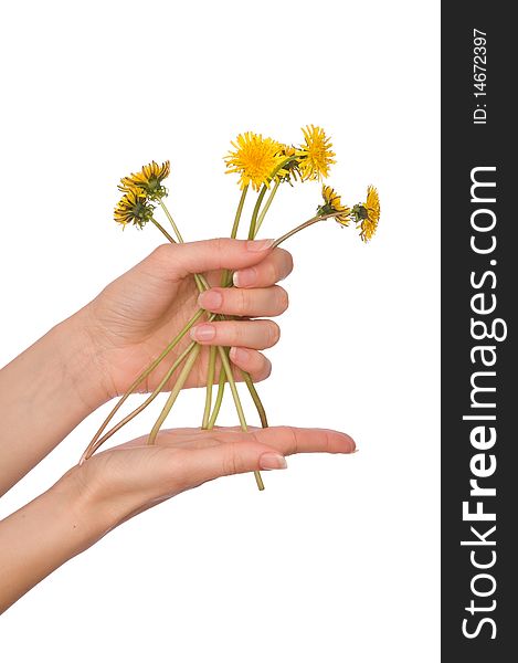 A few yellow dandelions in the woman's hand