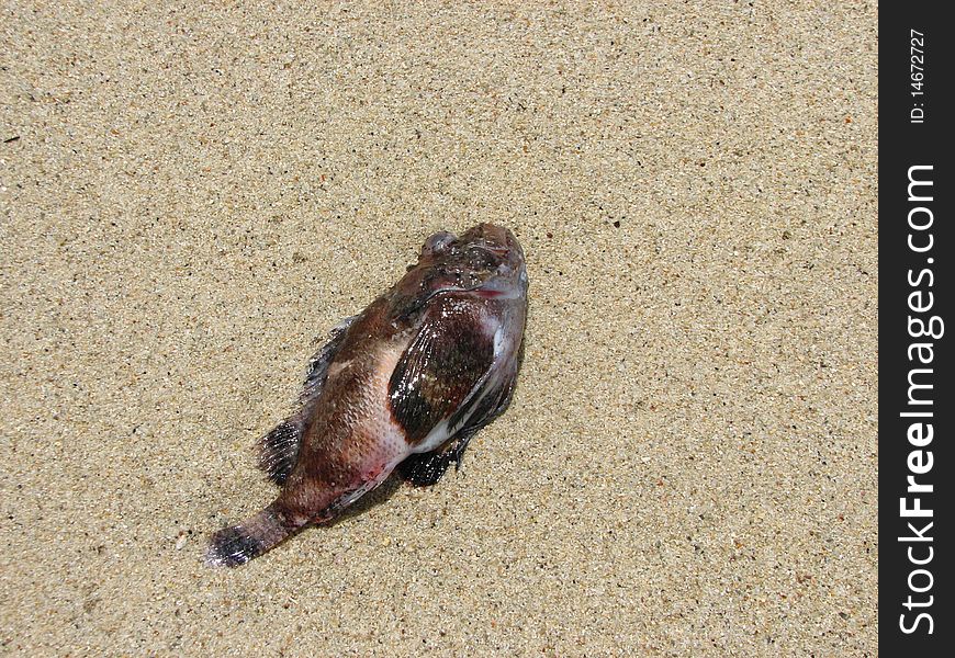 Picture of a dead fish lying on a beach. Picture of a dead fish lying on a beach
