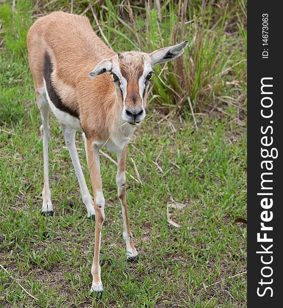 African springbok antelope in a wildlife preserve. African springbok antelope in a wildlife preserve.