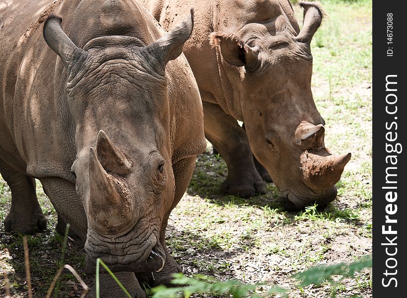 Two rhinoceros in a wildlife preserve.