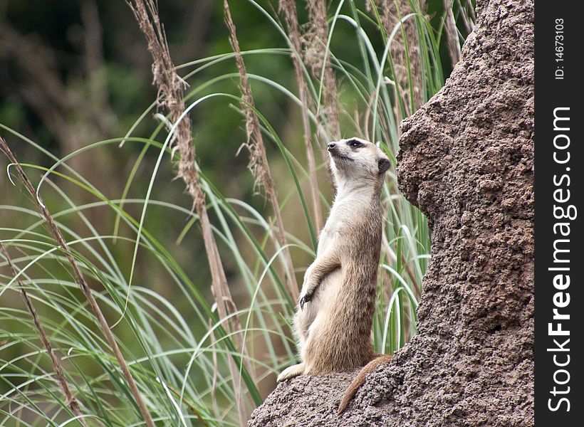 A meerkat watching for predators near the opening to its den.