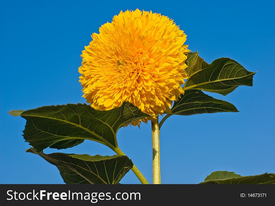 Sunflower On Blue Sky Background