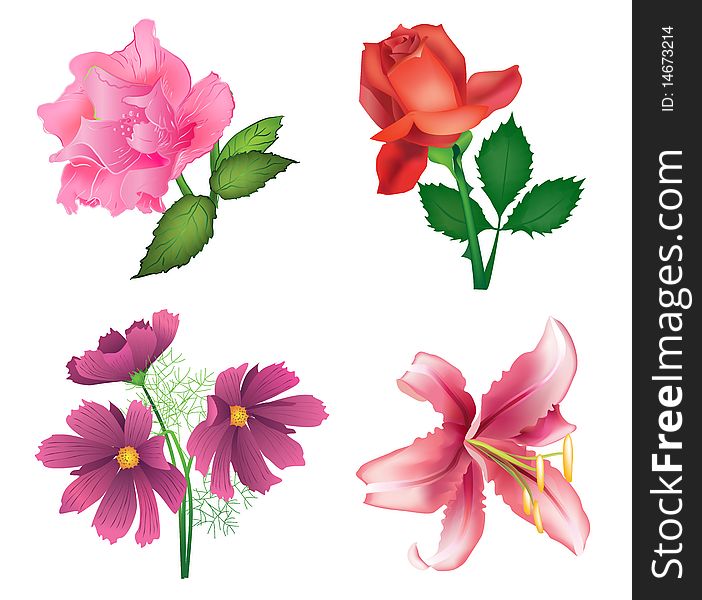 Beautiful flowers for design - roses, lily and cosmos