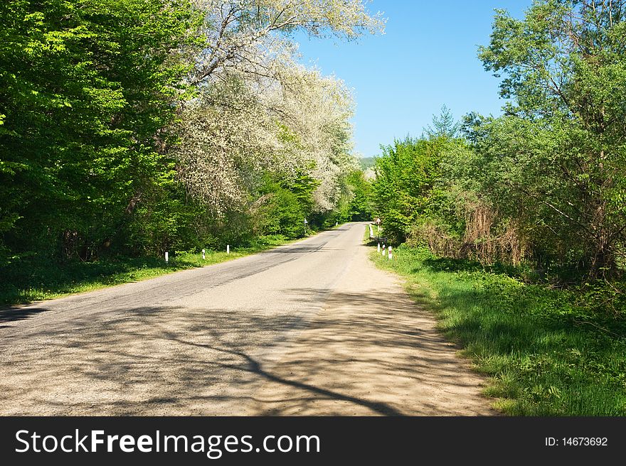 Road in the forest