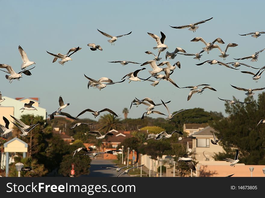 Western Sea Gull Flock Flying