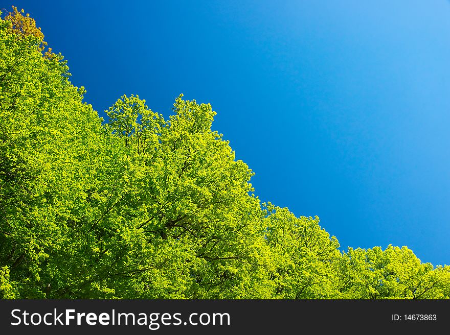 Trees against clean blue sky