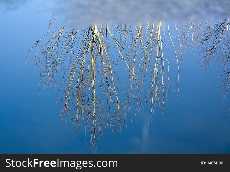 Reflection of a birch in the water