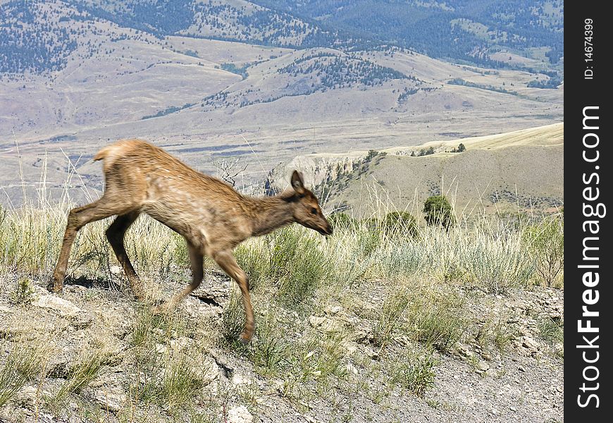 Blurred Yellowstone Fauna In Motion