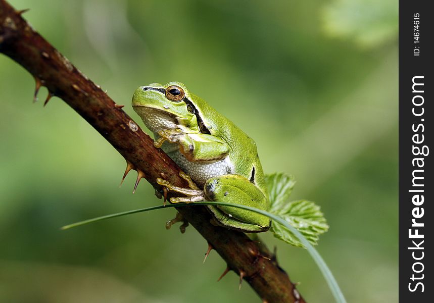 Green tree frog sitting on the twig