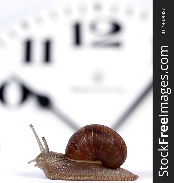 Edible snail crawling along the clock