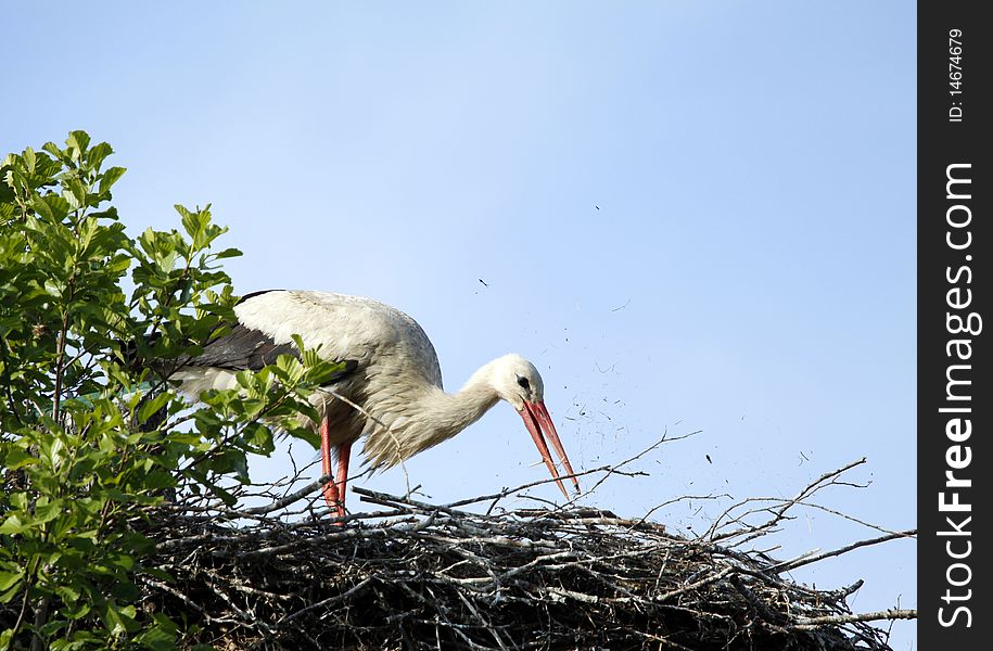 The stork is doing order in the nest. The stork is doing order in the nest