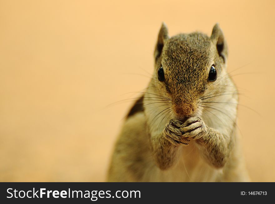 Front portrait of a chipmunk feeding with both hands. Front portrait of a chipmunk feeding with both hands