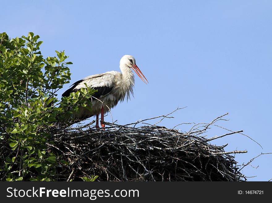 Big stork standing in the nest. Big stork standing in the nest