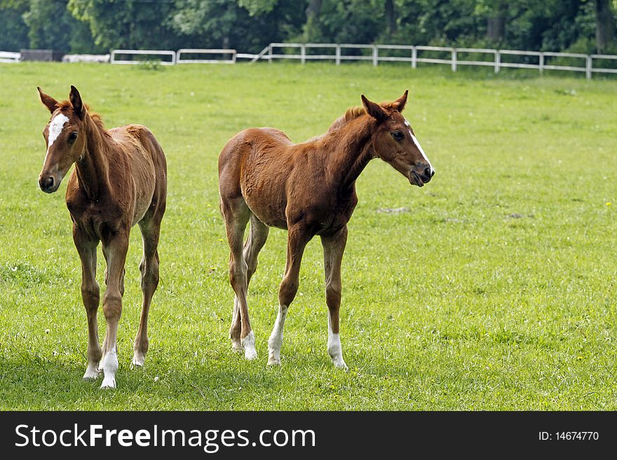 Two young horses on the pasture