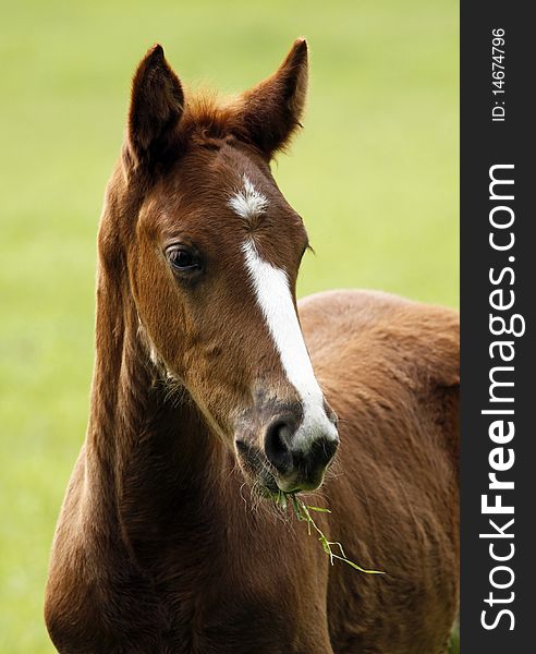 Young horse with grass in the face. Young horse with grass in the face