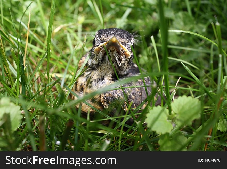 Young robin sitting in the grass. Young robin sitting in the grass.