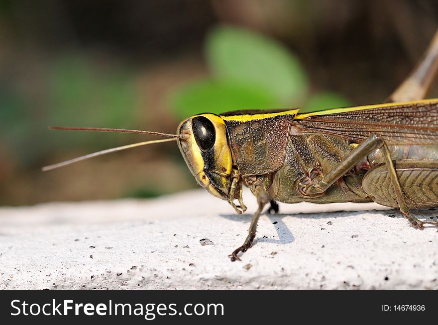 Closeup shot of common grasshopper. Closeup shot of common grasshopper.