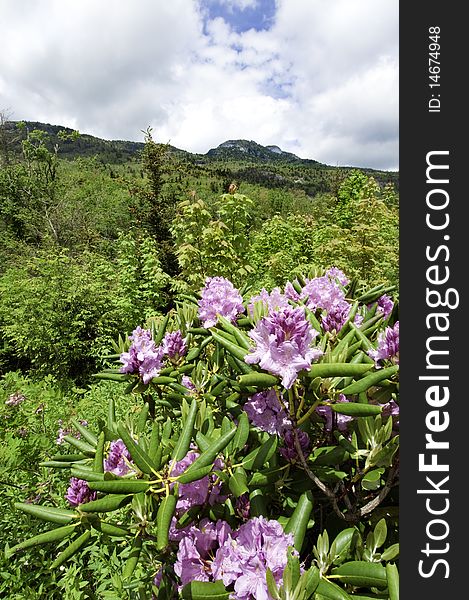 Beautiful view of the popular Blue Ridge Parkway destination Grandfather Mountain, with Catawba Rhododendron in full bloom.