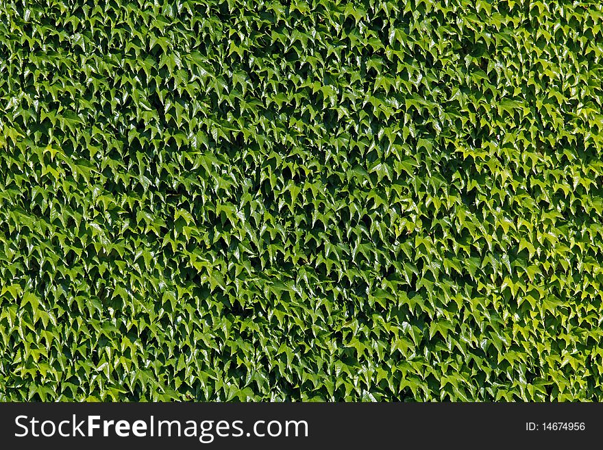 Wall from green leaves of a climbing plant. Wall from green leaves of a climbing plant
