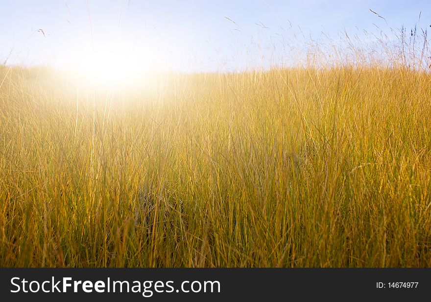 Green meadow under summer sun
