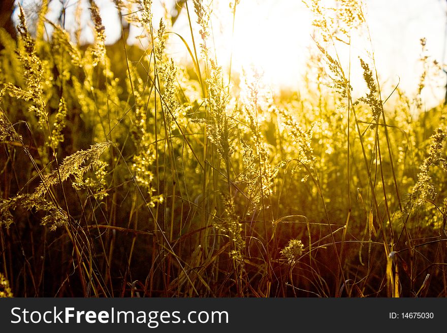 Gold meadow in summer sun rays