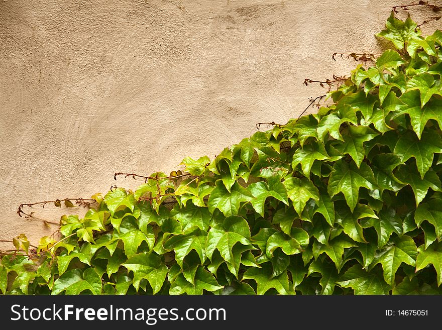 Ivy climbing the old wall