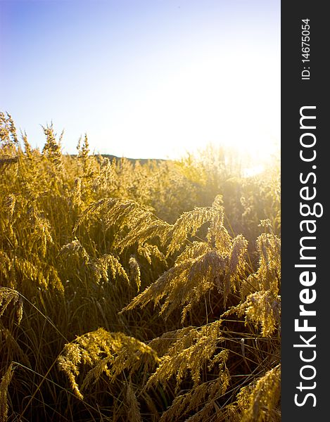 Gold meadow in summer sun rays