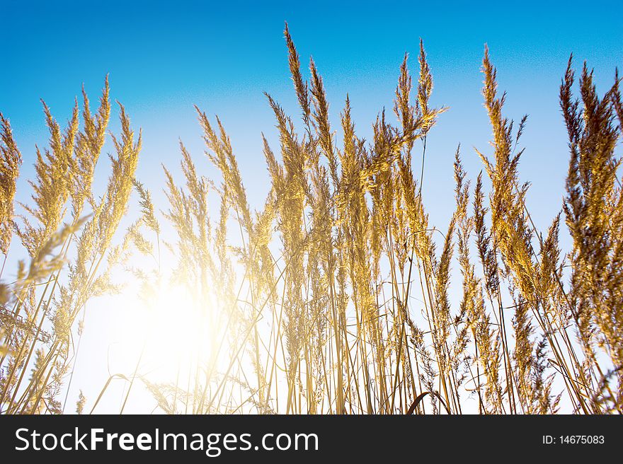 Gold meadow in summer sun rays