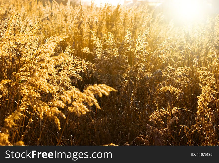 Gold meadow in summer sun rays