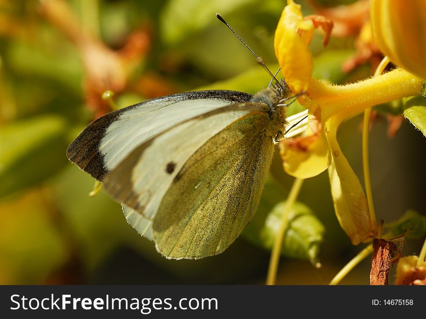 A Cabbage White Butterfly feeding in summer. A Cabbage White Butterfly feeding in summer