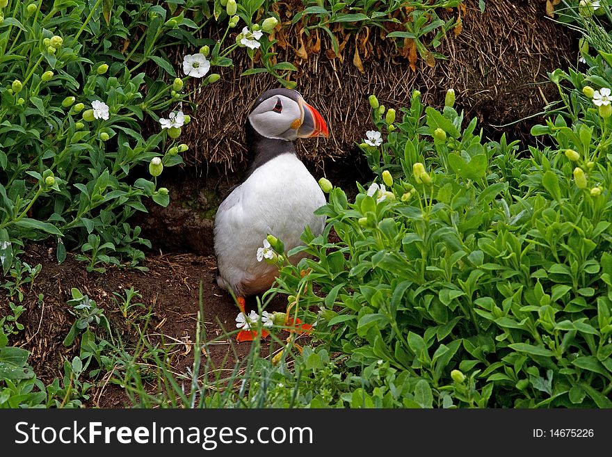 Puffin At Burrow