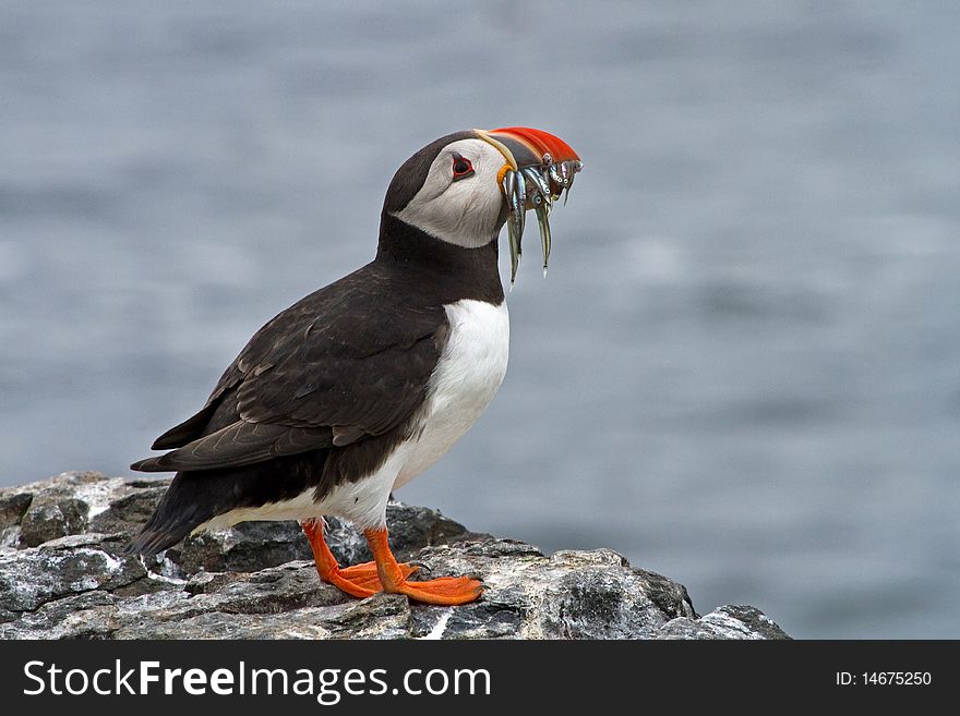 Puffin on the  Rocks