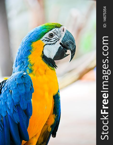 A colorful macaw on blur background