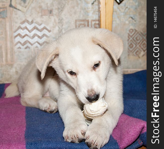 Dog eating bone. Golden retriever puppy bite a bone