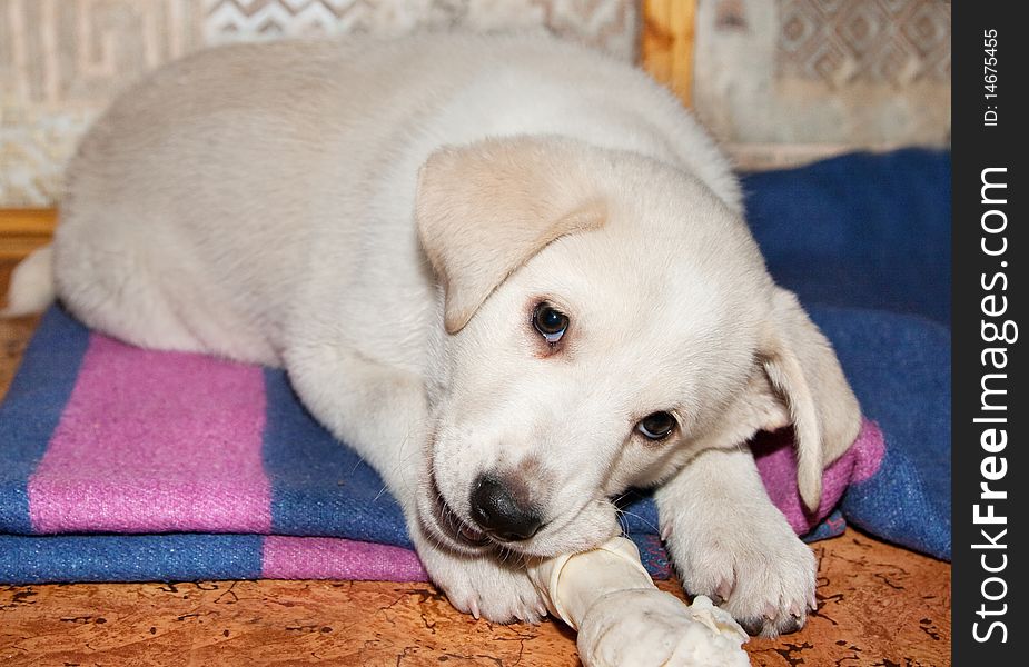 Dog eating bone. Golden retriever puppy bite a bone