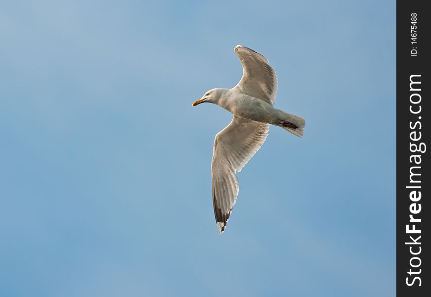 Turning seagull in evening light