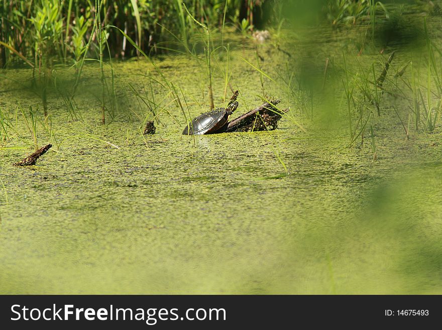 Wetland swamp and turtle resting on a log