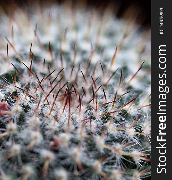 Cactus shot close up with selective focus on the center of the plant. Cactus shot close up with selective focus on the center of the plant