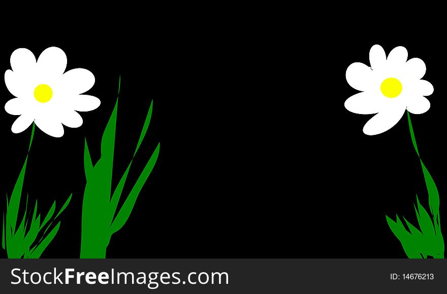 The two daisies on black background