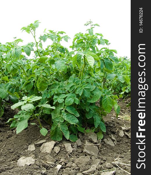 Green bush of the potatoes grows on ground outdoors