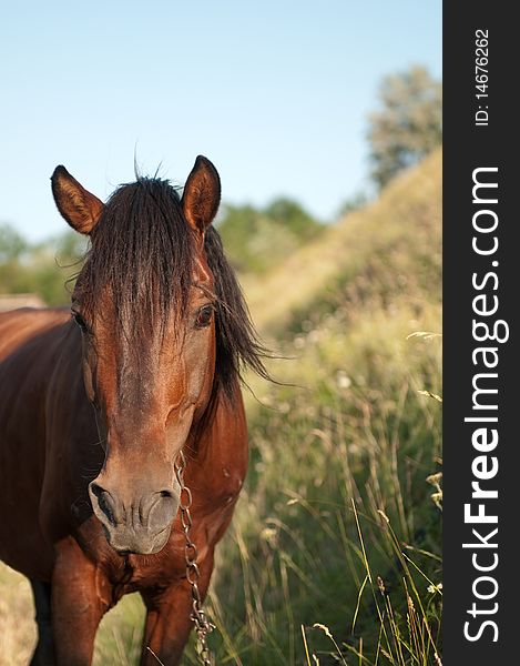 Brown horse on a field of grass