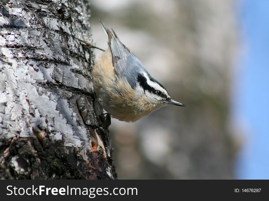 A male red-breasted nuthatch perched on the trunk of a birch tree in Littlefork, MN.