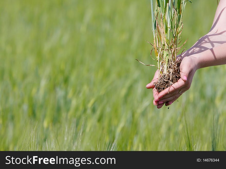Female hands with green wheat. Female hands with green wheat