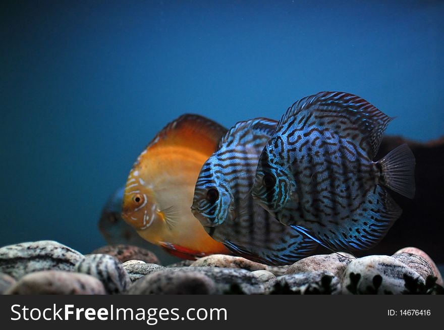 Three coloured fish in cristal blue water in aquarium. Three coloured fish in cristal blue water in aquarium