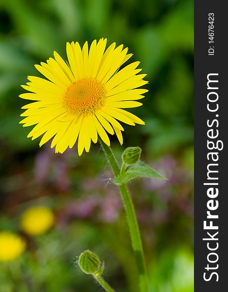 Yellow camomile close up on field